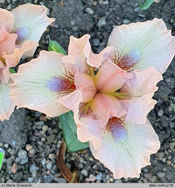 Iris hort. Proton