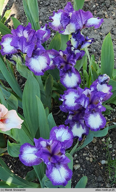 Iris hort. Starbaby