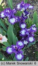 Iris hort. Starbaby