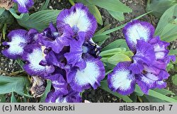 Iris hort. Starbaby