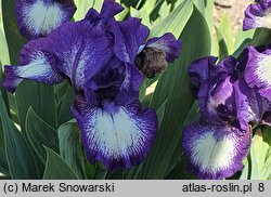 Iris hort. Starbaby