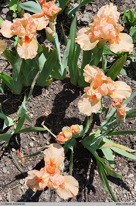Iris hort. Tickled Peach