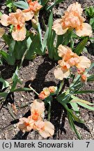 Iris hort. Tickled Peach