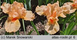 Iris Tickled Peach