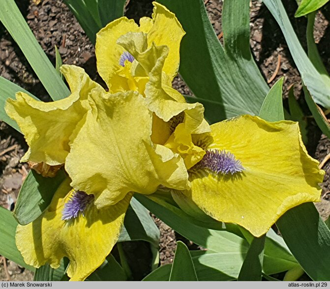 Iris hort. Locarno