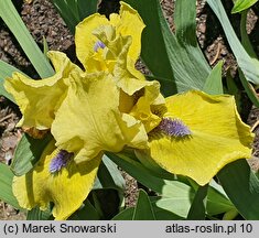 Iris hort. Locarno