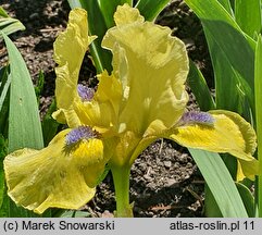 Iris hort. Locarno