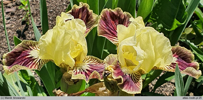 Iris hort. Sass with Class
