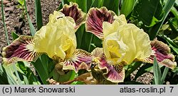 Iris hort. Sass with Class