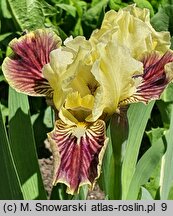 Iris hort. Sass with Class