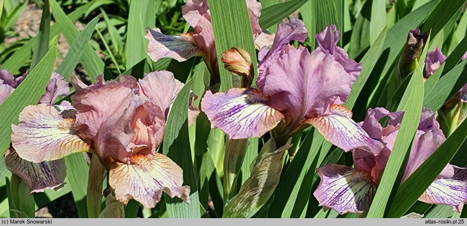 Iris hort. Voyage
