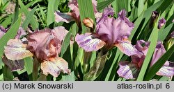 Iris hort. Voyage