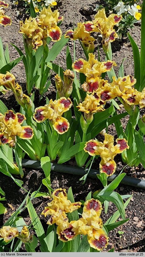 Iris hort. Jazzamatazz