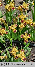 Iris hort. Jazzamatazz