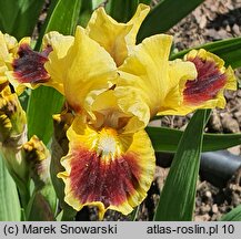 Iris hort. Jazzamatazz