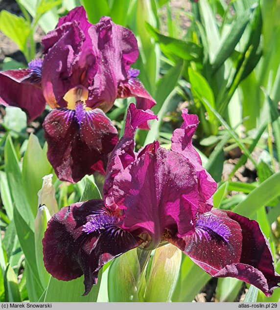 Iris hort. Two Rubies