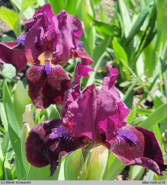 Iris Two Rubies