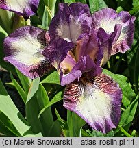 Iris hort. Transcribe