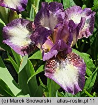 Iris Transcribe