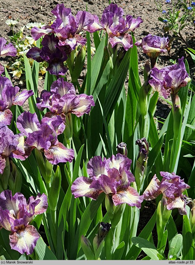 Iris hort. Transcribe