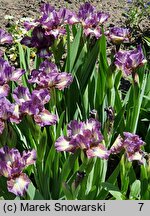 Iris hort. Transcribe