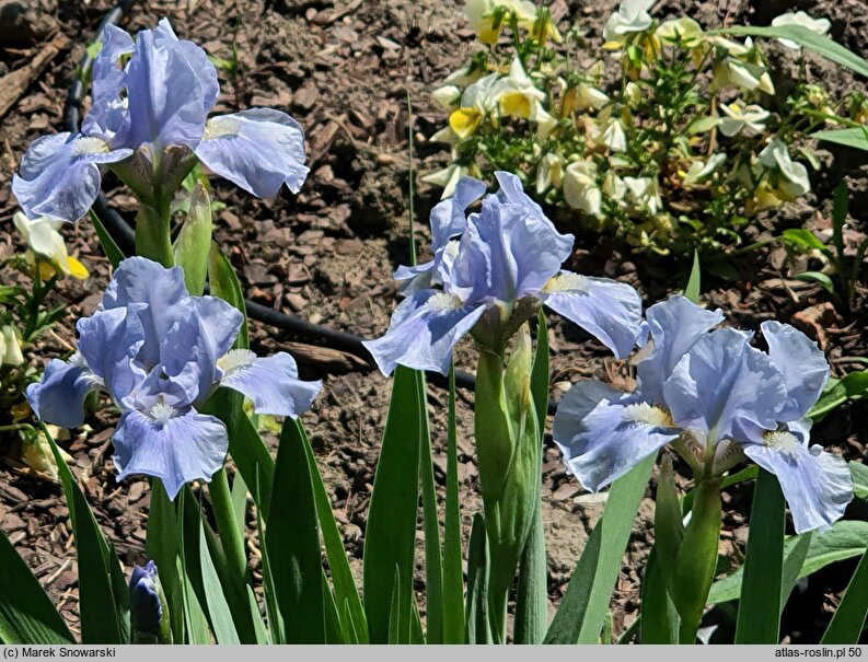 Iris Silver Finery