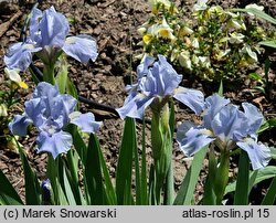 Iris hort. Silver Finery