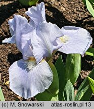 Iris hort. Silver Finery