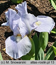 Iris Silver Finery