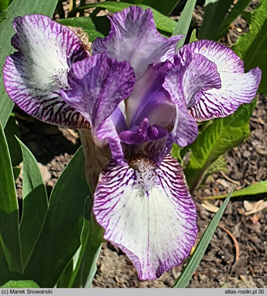 Iris hort. Pixie Delight