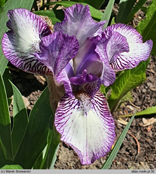 Iris Pixie Delight