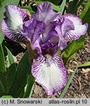 Iris hort. Pixie Delight