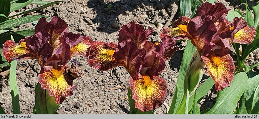 Iris hort. Firestorm
