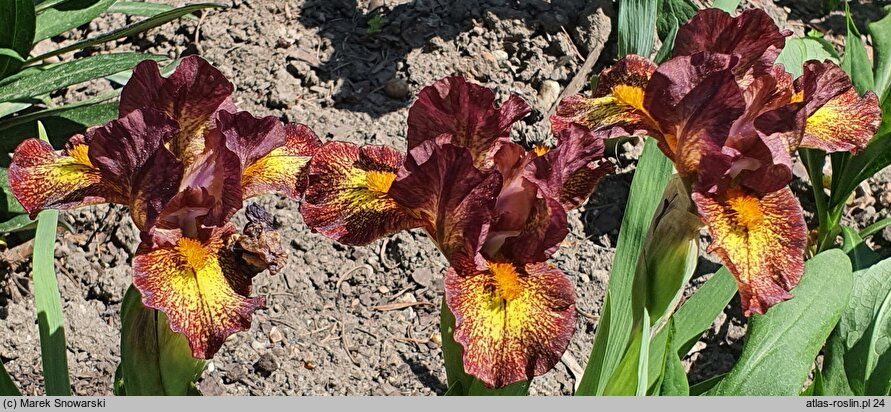 Iris Firestorm