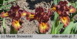Iris hort. Firestorm