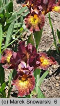 Iris hort. Firestorm