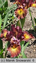 Iris Firestorm