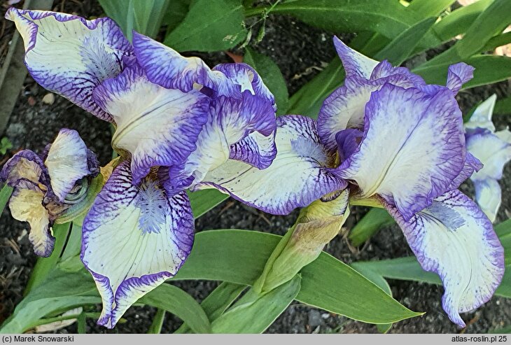 Iris hort. Stitch Witch