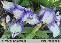 Iris hort. Stitch Witch