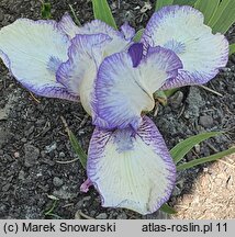 Iris hort. Stitch Witch