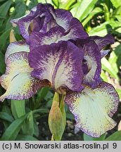 Iris hort. Pal Sam