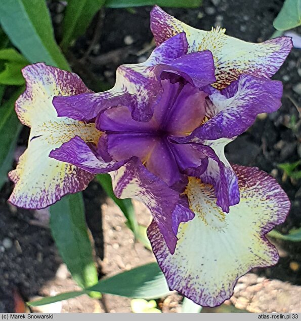 Iris hort. Pal Sam