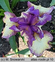 Iris hort. Pal Sam
