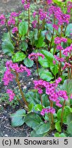 Bergenia Eroica