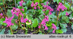 Bergenia Eroica