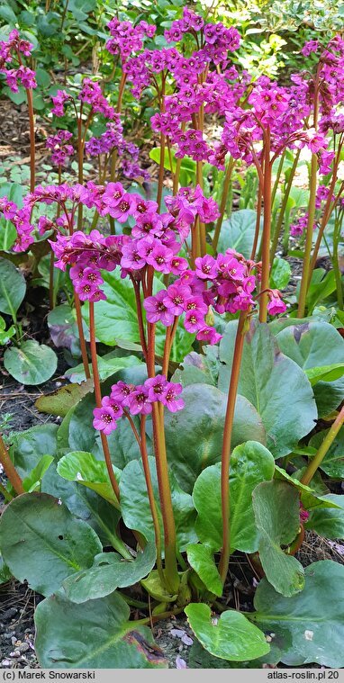 Bergenia Eroica