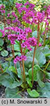 Bergenia Eroica