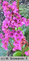 Bergenia Eroica