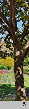 Prunus Shiro-fugen