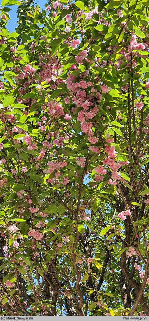 Prunus Shiro-fugen